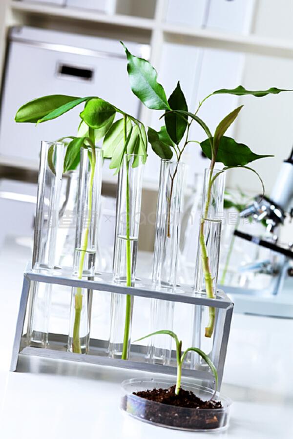 生物学实验室中的绿色植物 自然科学研究的试验与发展